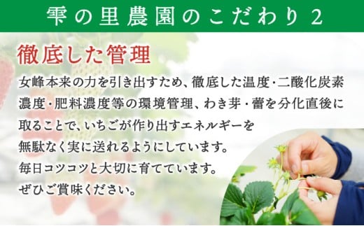 数量限定 幻の京都亀岡産 高級いちご【女峰】1箱分 ※化学肥料・農薬極力不使用《イチゴ 苺 いちご フルーツ 農家直送》※2026年1月中旬〜5月下旬頃に順次発送予定