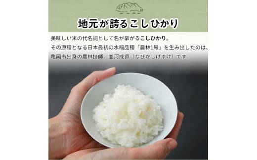 【定期便】令和6年産 新米 訳あり 京都丹波米こしひかり5kg×4回 計20kg◆ 定期便 4回定期便 米 白米 5kg 4ヶ月 ※精米したてをお届け ｜ 米・食味鑑定士厳選 京都丹波産 ※北海道・沖縄・離島への配送不可 ※2024年10月上旬以降順次発送予定