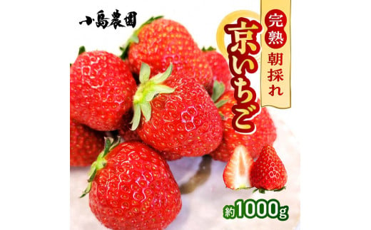 【数量限定】高級 京いちご 内容量 約1,000g（250g 4パック）【紅ほっぺ おいCベリー スターナイトから厳選してお届け】訳あり 完熟 朝採れ※離島への配送不可 ※2025年2月上旬～5月下旬頃に順次発送予定