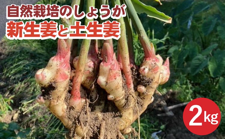 【期間限定】自然栽培のしょうが 2kg 新生姜と土生姜 京都 亀岡産 かたもとオーガニックファームよりお届け《生姜 野菜 産地直送 国産 健康 食品》 ※2024年11月上旬頃〜2025年1月下旬頃に順次発送予定 ※離島への配送不可