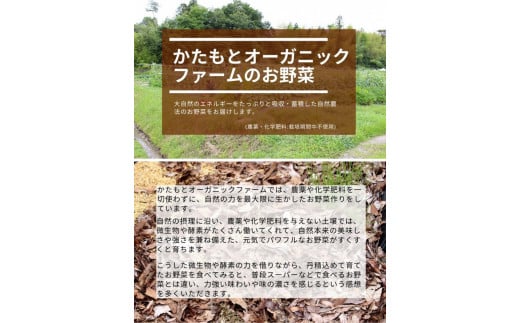 【2025年産 予約】すいか 1玉 京都府・亀岡産 自然栽培のかたもとオーガニックファームよりお届け ※2025年8月頃より順次発送予定 ※離島への発送不可