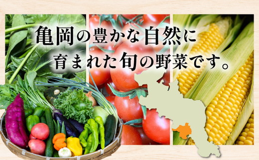 野菜 定期便 直送 12回 朝採れ 7～10品目 京都丹波 亀岡 佐伯の里 訳あり生活応援 家計応援 ※北海道・沖縄・離島への配送不可