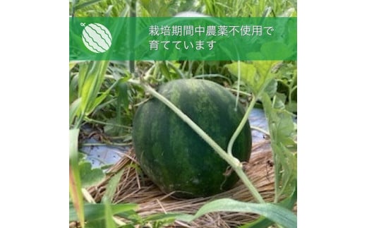 【2025年産 予約】すいか 1玉 京都府・亀岡産 自然栽培のかたもとオーガニックファームよりお届け ※2025年8月頃より順次発送予定 ※離島への発送不可