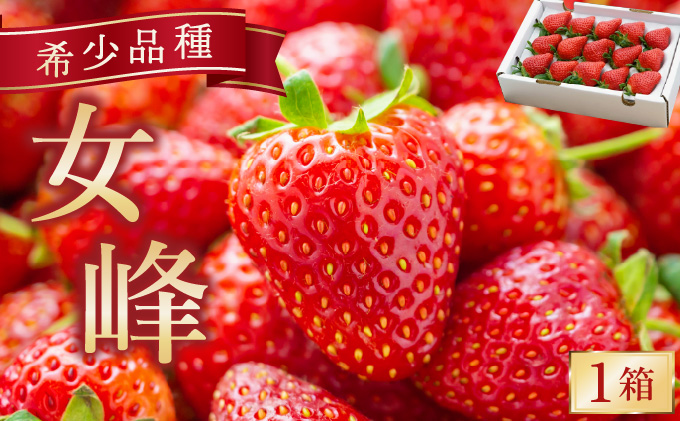 数量限定 幻の京都亀岡産 高級いちご【女峰】1箱分 ※化学肥料・農薬極力不使用《イチゴ 苺 いちご フルーツ 農家直送》※2026年1月中旬〜5月下旬頃に順次発送予定