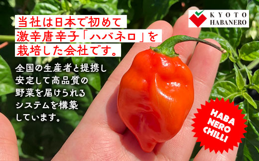 【6回定期便】旬の京野菜　毎月お届けスペシャルコース（全6回）＆『葉酸たまご』10個入り×1パック×3回分付き《野菜定期便 野菜詰め合わせ 野菜セット 京野菜 旬の野菜 新鮮野菜 卵》※沖縄・離島・諸島へのお届け不可