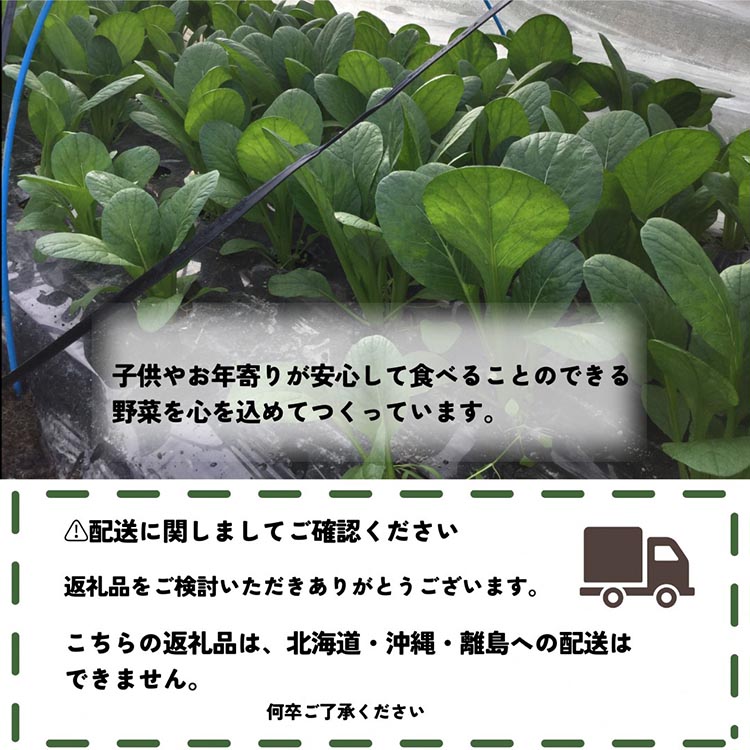 旬のこだわり 京野菜 セット 6〜10種類＜ファーザーズファーム＞栽培期間中農薬不使用｜野菜 野菜詰め合わせ 野菜セット 京野菜 旬の野菜 新鮮野菜 ※北海道・沖縄・離島への配送不可