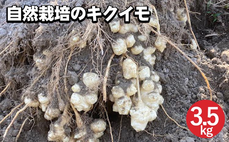 【期間限定】自然栽培のキクイモ 3.5kg 京都 亀岡産 かたもとオーガニックファームよりお届け《菊芋 野菜 産地直送 国産 健康 食品 ダイエット 芋》 ※2024年11月上旬〜2025年3月下旬頃に順次発送予定 ※離島への配送不可