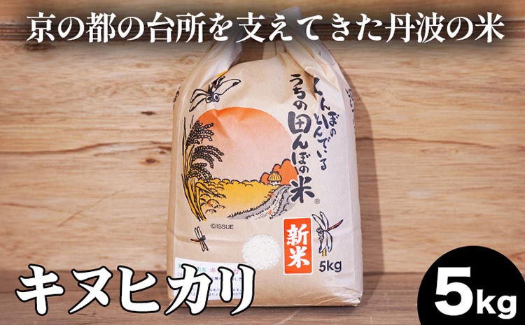 【数量限定】新米 令和6年産 キヌヒカリ 5kg 精米 コメ 送料無料 ごはん 白米 ご飯 国産 きぬひかり