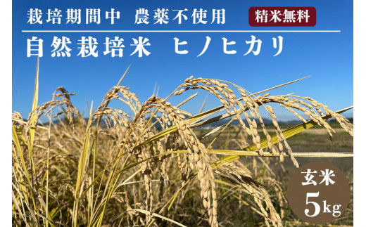 自然栽培米 ヒノヒカリ 玄米 5kg　京都府・亀岡産 令和5年産 栽培期間中農薬不使用  ※離島への配送不可