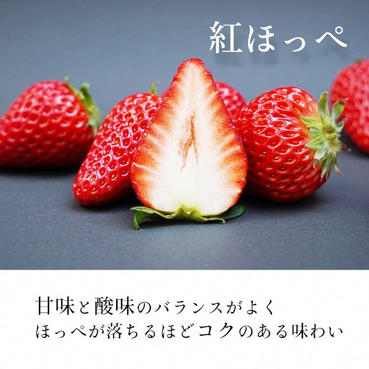 高級 京いちご 完熟 朝採れ 1箱 約450g 小島農園 紅ほっぺ おいCベリー スターナイトから厳選してお届け≪期間限定 苺 イチゴ 旬≫※離島への配送不可 ※2026年1月中旬～5月上旬頃に順次発送予定