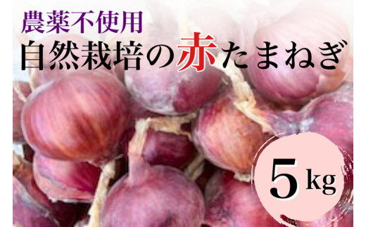 【先行予約】赤たまねぎ 5kg 京都府・亀岡産 自然栽培のかたもとオーガニックファームよりお届け ※2025年6月頃より順次発送予定 ※離島への発送不可