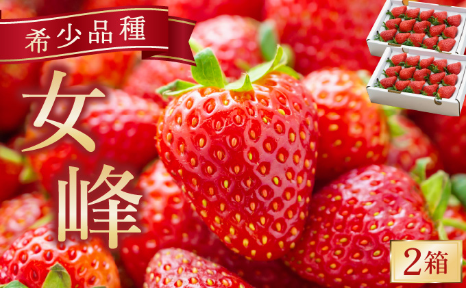 æ°ééå® å¹»ã®äº¬éœäºå²¡ç£ é«çŽãã¡ãã女峰ã2ç®±å â»ååŠè¥æã»èŸ²è¬æ¥µåäžäœ¿çšãã€ããŽ èº ãã¡ã ãã«ãŒã 蟲家çŽéã â»2026幎1æäžæ¬ã5æäžæ¬é ã«é 次çºéäºå®