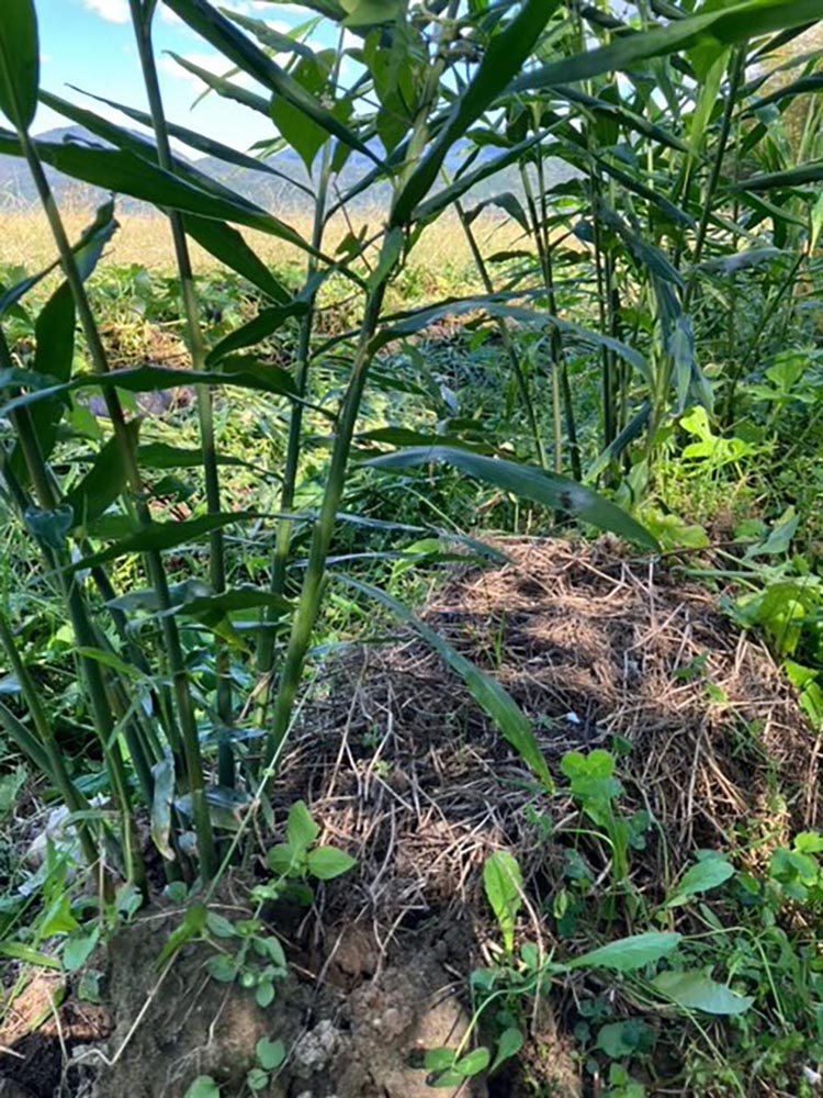 【期間限定】自然栽培のしょうが 2kg 新生姜と土生姜 京都 亀岡産 かたもとオーガニックファームよりお届け《生姜 野菜 産地直送 国産 健康 食品》 ※2024年11月上旬頃〜2025年1月下旬頃に順次発送予定 ※離島への配送不可