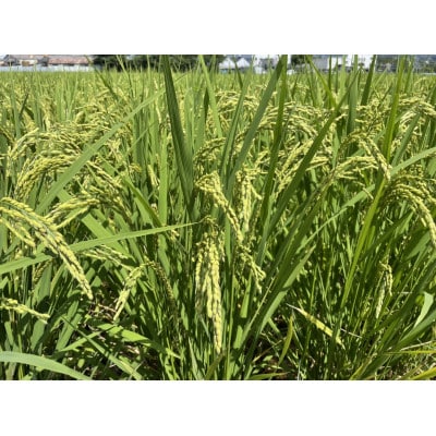 循環農法で育てたヒノヒカリ　玄米5キロ　栽培期間中農薬・化学肥料不使用　【1458355】