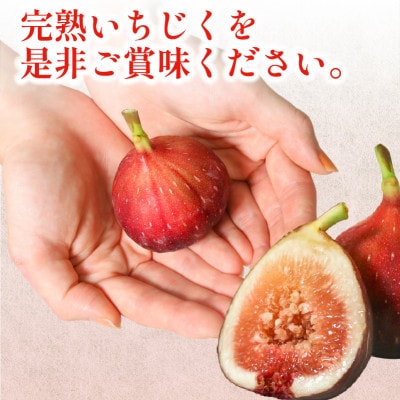 完熟いちじく 約1.7kg (12〜32個目安) 5L〜Mサイズ【配送不可地域：離島・北海道・沖縄県・東北】【1713246】