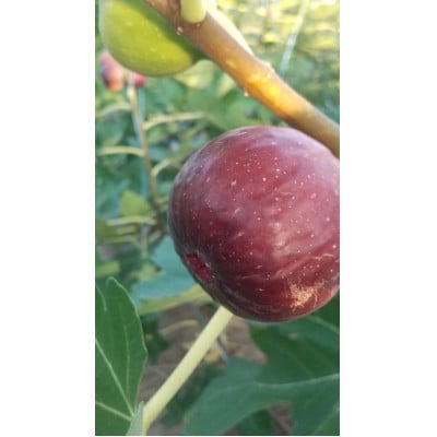 京都府城陽市のいちじく(ドーフィン) 400g×4パック 栄養が豊富な体に嬉しいフルーツ【配送不可地域：離島・北海道・沖縄県・東北】【1635816】