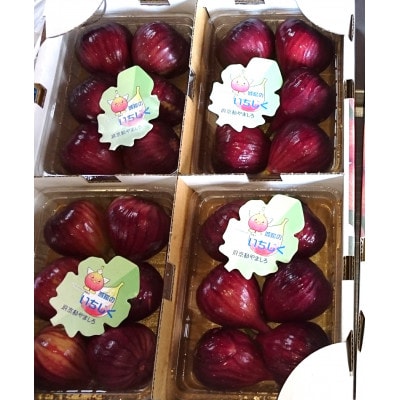 いちじく(ドーフィン) 400g×4パック 栄養が豊富な体に嬉しいフルーツ【京都府城陽市】【配送不可地域：離島・北海道・沖縄県・東北】【1636084】