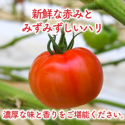 京都府産 トマト 約4kg(12〜30個)産地直送【配送不可地域：離島】【1710056】