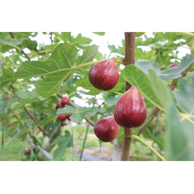 【うちだ農園coucou!】ギフトボックス 特産城陽いちじくづくし  詰め合わせ【1149051】