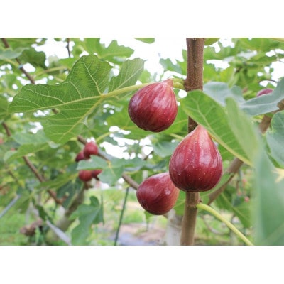 オリジナルアイスクリーム【 甘熟いちじく・桃2種 】6個詰め合わせセット【配送不可地域：離島】【1569361】