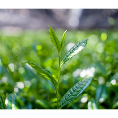 京抹茶 孫右ヱ門:グリーンティー+三種のお茶飲みくらべセット(煎茶・碾茶・フレーバーティー)【1061711】