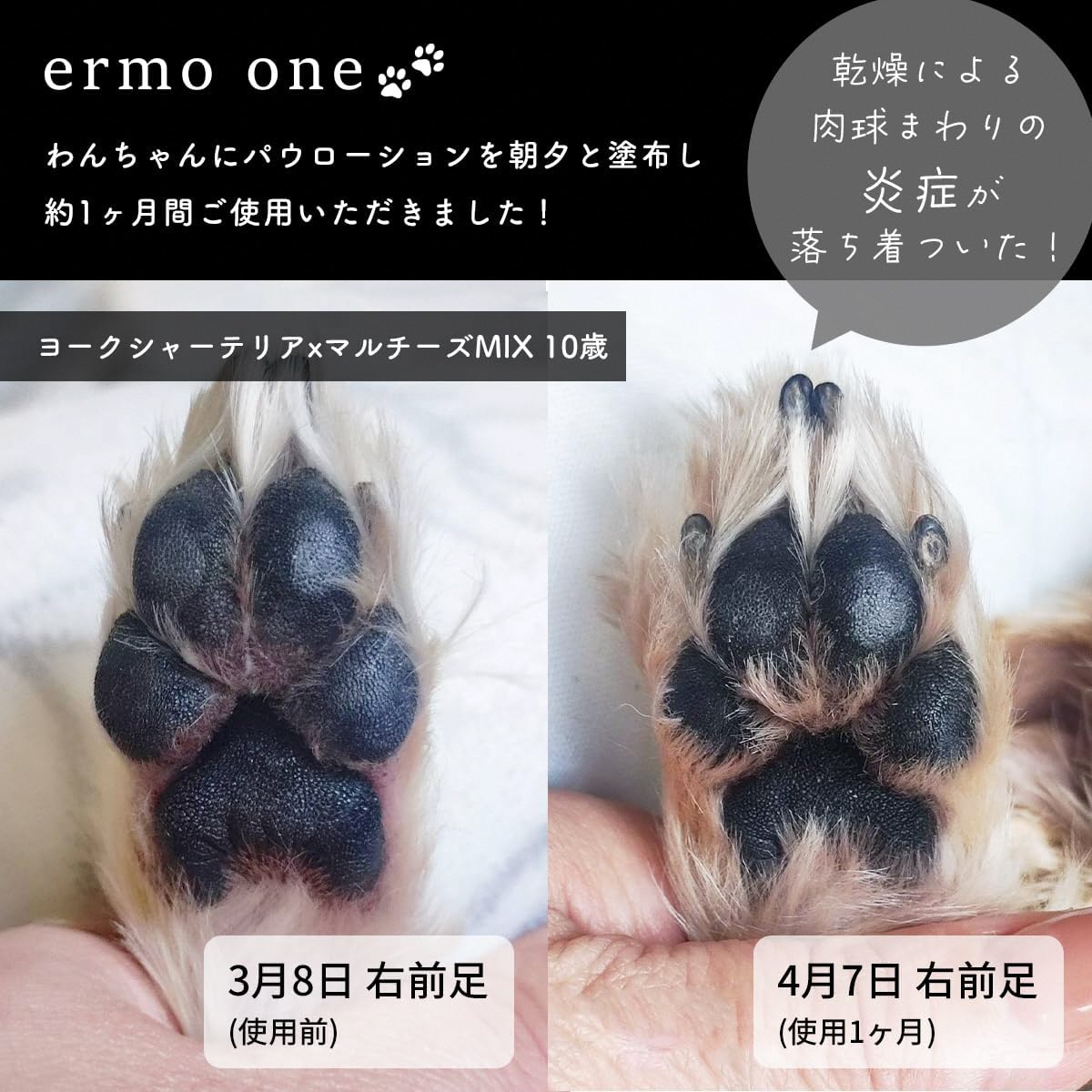 パウローション ermo one (肉球ケア／肉球保湿ローション) 5本セット ｜犬 肉球ケア 肉球クリーム ミスト 犬用ローション 犬用 保湿ローション 犬用保湿剤 乾燥 ひび割れ ケア 保護 いぬ ケア用品 保湿ミスト うるおい ペット用品 犬用品 [1592]