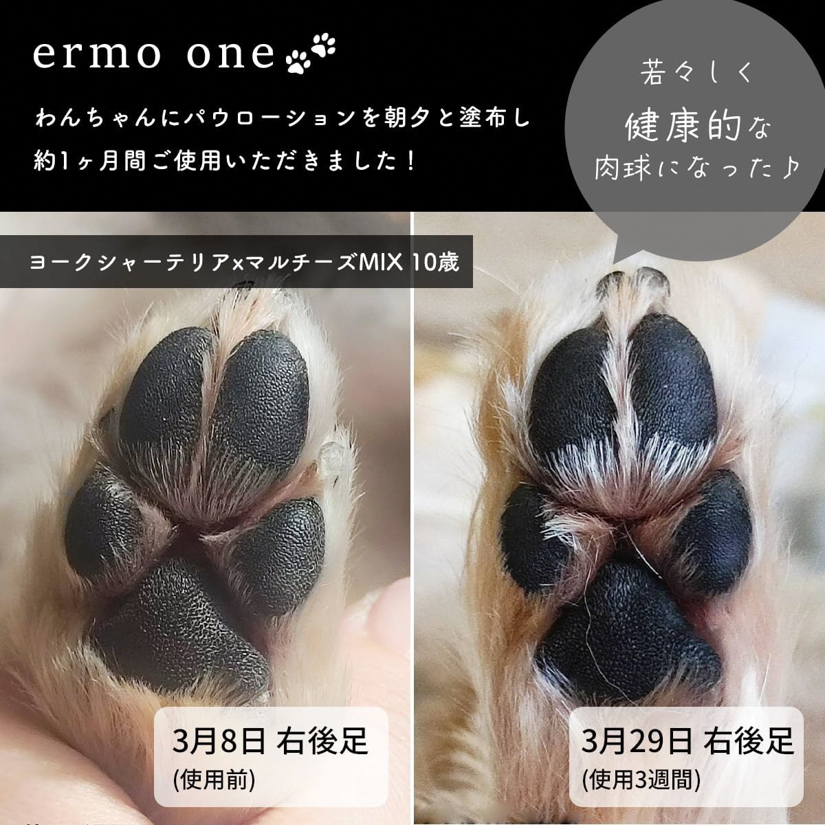 パウローション ermo one (肉球ケア／肉球保湿ローション) 5本セット ｜犬 肉球ケア 肉球クリーム ミスト 犬用ローション 犬用 保湿ローション 犬用保湿剤 乾燥 ひび割れ ケア 保護 いぬ ケア用品 保湿ミスト うるおい ペット用品 犬用品 [1592]