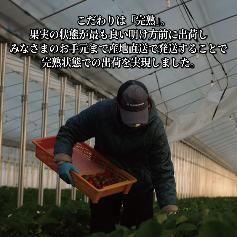 ã京éœã®ãã©ã³ããã¡ãã 京ã®é« ãã¡ã çŽ520g 260gÃ2ãã㯠ã2025幎12æã2026幎5æçºéã ã€ããŽ èº å®ç ã¹ããããªãŒ ããªãŒ ãã«ãŒã ãã ãã® æç© ãã©ã³ã ãã¶ãŒã ã±ãŒã ãžã£ã ãã¶ãŒã ãã〠çã ç³åºŠ æ°é®® ç£å° çŽé ãã¬ãã·ã¥ äººæ° ãããã ãµãããšçŽçš äº¬éœ å
«å¹¡ å
«å¹¡åž æžè°·èŸ²å