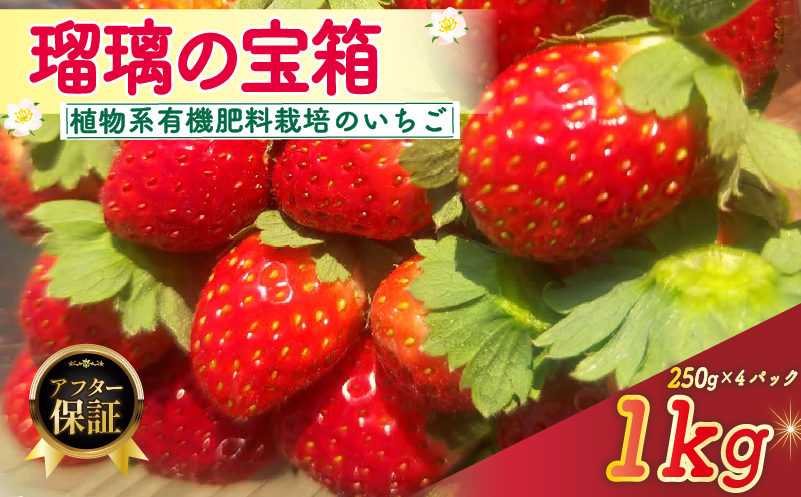 【植物系有機肥料のいちご】 瑠璃の宝箱 いちご 計1kg 250g×4パック 《2026年2月〜5月発送》 先行受付 有機 有機JAS 植物系有機肥料 イチゴ 苺 オーガニックイチゴ ストロベリー ベリー フルーツ ケーキ ジャム デザート 果物 甘い 国産 ブランド 新鮮 産地 直送 フレッシュ 人気 おすすめ ふるさと納税 京都 八幡 八幡市 かみむら農園