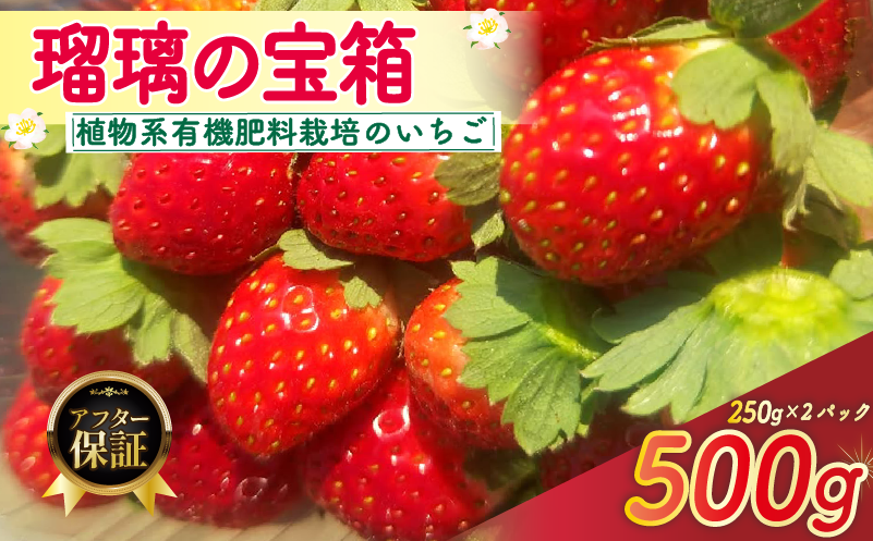 【植物系有機肥料のいちご】 瑠璃の宝箱 いちご 計500g 250g×2パック 《2026年2月〜5月発送》 先行受付 有機 有機JAS 植物系有機肥料 イチゴ 苺 オーガニックイチゴ ストロベリー ベリー フルーツ ケーキ ジャム デザート 果物 甘い 国産 ブランド 新鮮 産地 直送 フレッシュ 人気 おすすめ ふるさと納税 京都 八幡 八幡市 かみむら農園