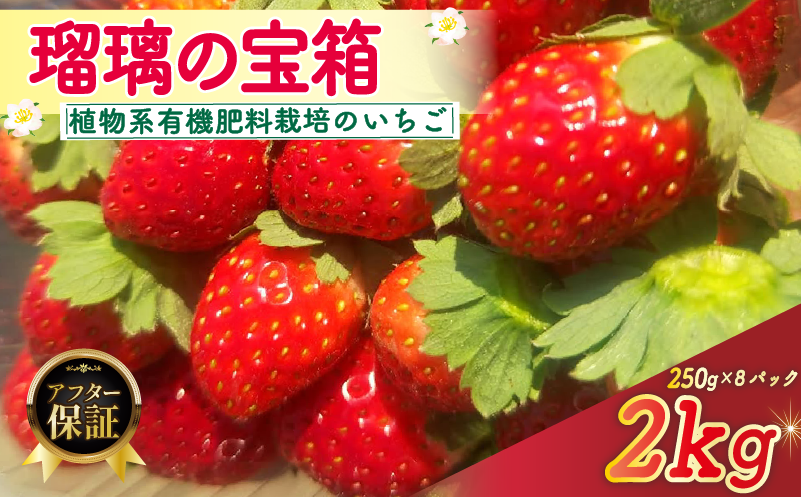 【植物系有機肥料のいちご】 瑠璃の宝箱 いちご 計2kg 250g×8パック 《2026年2月〜5月発送》 先行受付 有機 有機JAS 植物系有機肥料 イチゴ 苺 オーガニックイチゴ ストロベリー ベリー フルーツ ケーキ ジャム デザート 果物 甘い 国産 ブランド 新鮮 産地 直送 フレッシュ 人気 おすすめ ふるさと納税 京都 八幡 八幡市 かみむら農園