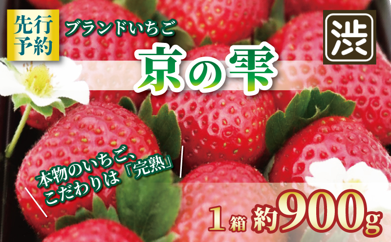 【京都のブランドいちご】 京の雫 いちご 約900g 20〜28粒入り×1箱 《2025年12月〜2026年5月発送》 イチゴ 苺 完熟 ストロベリー ベリー フルーツ くだもの 果物 ブランド デザート ケーキ ジャム デザート おやつ 甘い 糖度 新鮮 産地 直送 フレッシュ 人気 おすすめ ふるさと納税 京都 八幡 八幡市 渋谷農園
