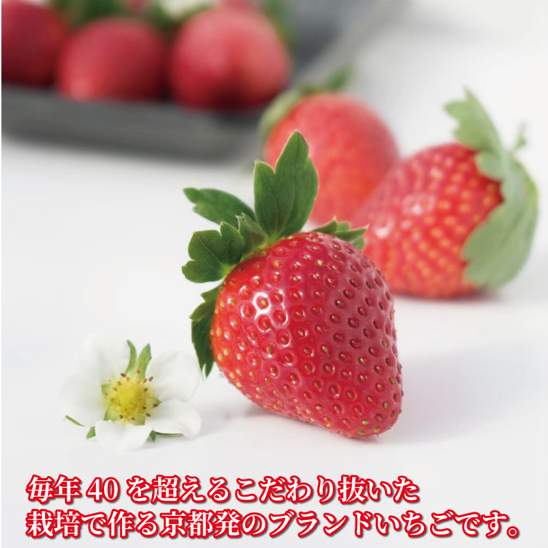 ã京éœã®ãã©ã³ããã¡ãã 京ã®é« ãã¡ã çŽ520g 260gÃ2ãã㯠ã2025幎12æã2026幎5æçºéã ã€ããŽ èº å®ç ã¹ããããªãŒ ããªãŒ ãã«ãŒã ãã ãã® æç© ãã©ã³ã ãã¶ãŒã ã±ãŒã ãžã£ã ãã¶ãŒã ãã〠çã ç³åºŠ æ°é®® ç£å° çŽé ãã¬ãã·ã¥ äººæ° ãããã ãµãããšçŽçš äº¬éœ å
«å¹¡ å
«å¹¡åž æžè°·èŸ²å