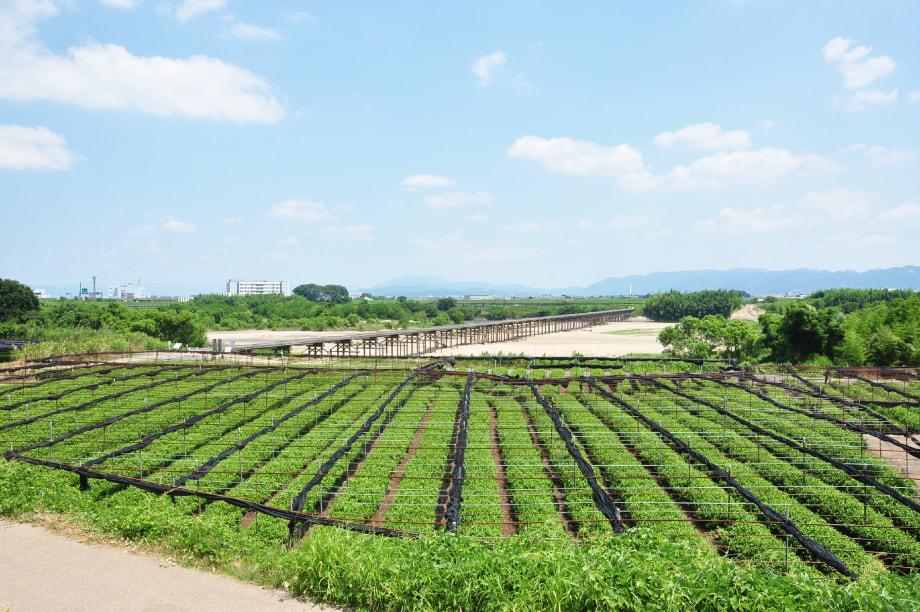 繧繧上◆縺ョ雎翫°縺ェ邱代ョ菫晁ュキ繝サ閧イ謌
