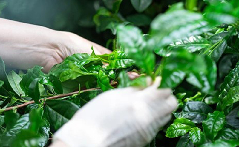 ＜産地直送＞京都宇治抹茶　奥西緑芳園の最高級宇治抹茶　【慶雲】40ｇ缶ケース入り