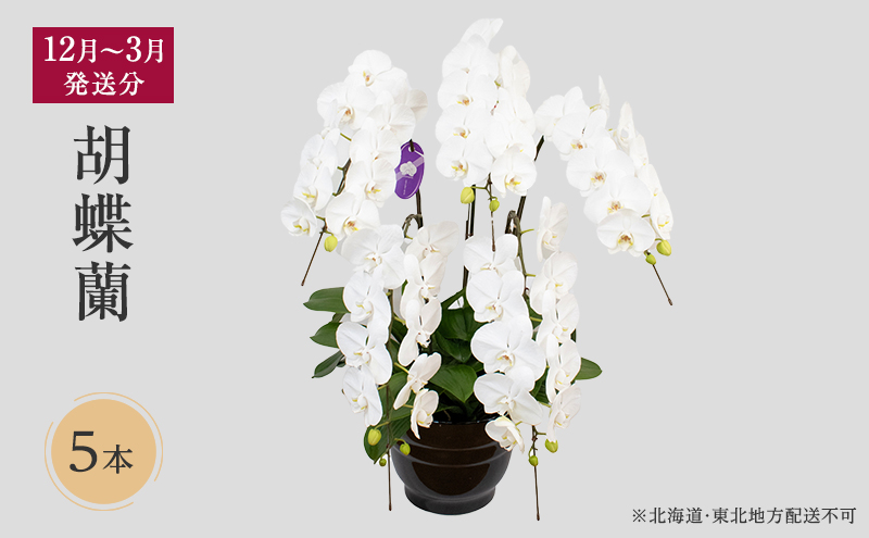 【12月～3月発送分】胡蝶蘭 5本立【北海道・東北地方配送不可】プレゼント スマイルオーキッド 選べる花色 白色 ピンク 黄色 花 ギフト 贈り物 お祝い 産地直送 贈答 鮮度抜群 誕生日 記念日 開店祝 京都府 京田辺市
