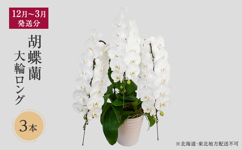 【12月～3月発送分】胡蝶蘭大輪 ロング 3本立【北海道・東北地方配送不可】プレゼント スマイルオーキッド 選べる花色 白色 ピンク 黄色 花 ギフト 贈り物 お祝い 産地直送 贈答 鮮度抜群 誕生日 記念日 開店祝 京都府 京田辺市