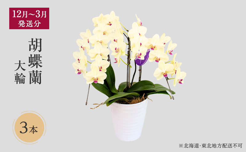 【12月～3月発送分】胡蝶蘭大輪 3本立【北海道・東北地方配送不可】プレゼント スマイルオーキッド 選べる花色 白色 ピンク 黄色 花 ギフト 贈り物 お祝い 産地直送 贈答 鮮度抜群 誕生日 記念日 開店祝 京都府 京田辺市