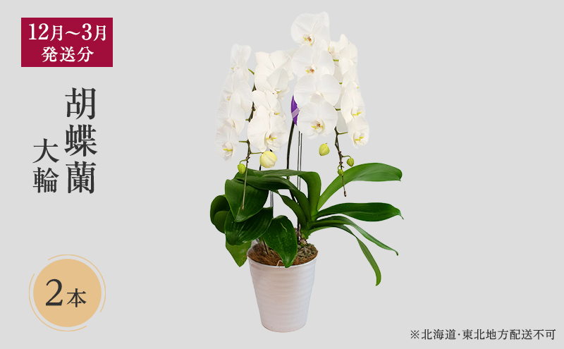 【12月～3月発送分】胡蝶蘭大輪 2本立【北海道・東北地方配送不可】プレゼント スマイルオーキッド 選べる花色 白色 ピンク 黄色 花 ギフト 贈り物 お祝い 産地直送 贈答 鮮度抜群 誕生日 記念日 開店祝 京都府 京田辺市