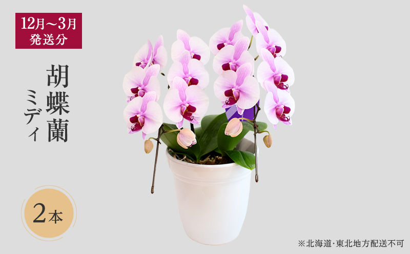 【12月～3月発送分】胡蝶蘭ミディ 2本立【北海道・東北地方配送不可】花 プレゼント スマイルオーキッド 選べる花色 白色 ピンク 黄色 花 贈り物 お祝い 産地直送 贈答 誕生日 記念日 開店祝 京都府 京田辺市