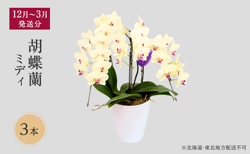 【12月～3月発送分】胡蝶蘭ミディ 3本立【北海道・東北地方配送不可】プレゼント スマイルオーキッド 選べる花色 白色 ピンク 黄色 花 贈り物 お祝い 産地直送 贈答 鮮度抜群 誕生日 記念日 開店祝 京都府 京田辺市