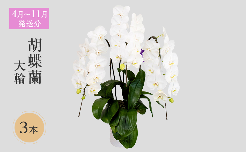 【4月～11月発送分】胡蝶蘭大輪　3本立 花 スマイルオーキッド 選べる花色 白色 ピンク 黄色  花 ギフト 贈り物 お祝い 産地直送 贈答 ギフト プレゼント 鮮度抜群 誕生日 記念日 開店祝 母の日 父の日 敬老の日 京都府 京田辺市