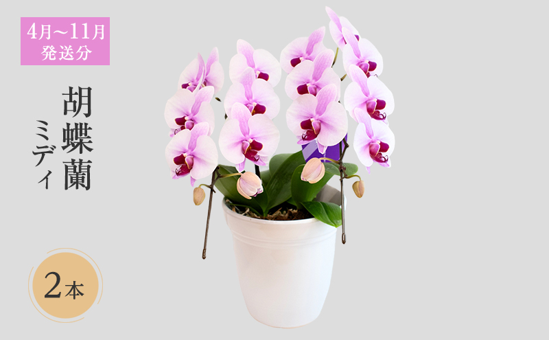 【4月～11月発送分】胡蝶蘭ミディ 2本立 花 スマイルオーキッド 選べる花色 白色 ピンク 黄色 花 贈り物 お祝い 産地直送 贈答 プレゼント 鮮度抜群 誕生日 記念日 開店祝 母の日 父の日 敬老の日 京都府 京田辺市