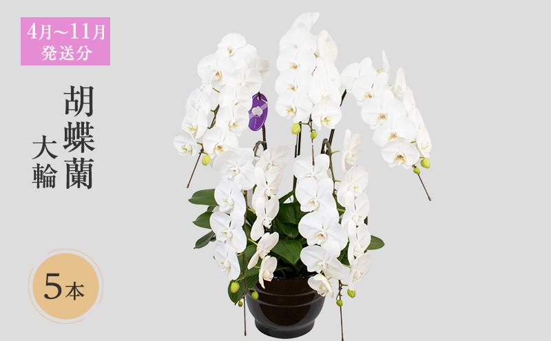 【4月～11月発送分】胡蝶蘭大輪　5本立 花 スマイルオーキッド 選べる花色 白色 ピンク 黄色  花 ギフト 贈り物 お祝い 産地直送 贈答 ギフト プレゼント 鮮度抜群 誕生日 記念日 開店祝 母の日 父の日 敬老の日 京都府 京田辺市