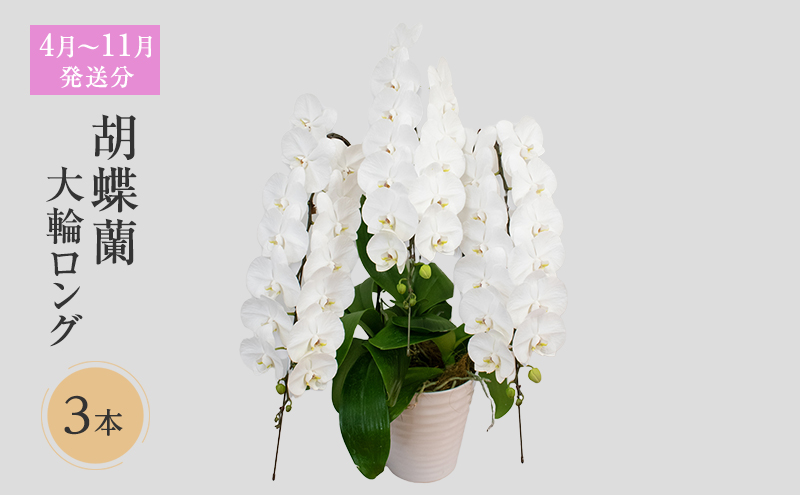 【4月～11月発送分】胡蝶蘭大輪 ロング 3本立 花 スマイルオーキッド 選べる花色 白色 ピンク 黄色 花 ギフト 贈り物 お祝い 産地直送 贈答 プレゼント 鮮度抜群 誕生日 記念日 開店祝 母の日 父の日 敬老の日 京都府 京田辺市