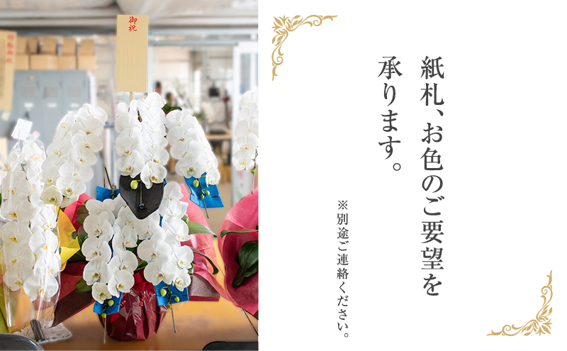 【4月～11月発送分】胡蝶蘭大輪　3本立 花 スマイルオーキッド 選べる花色 白色 ピンク 黄色  花 ギフト 贈り物 お祝い 産地直送 贈答 ギフト プレゼント 鮮度抜群 誕生日 記念日 開店祝 母の日 父の日 敬老の日 京都府 京田辺市
