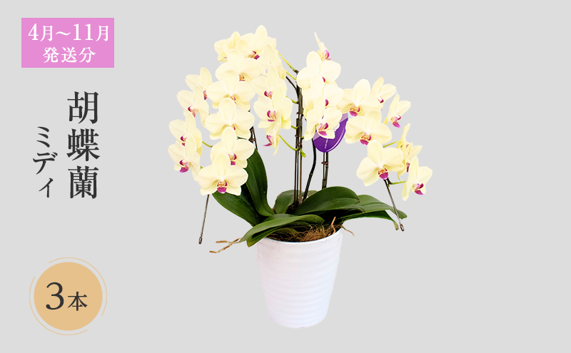 【4月～11月発送分】胡蝶蘭ミディ 3本立 花 スマイルオーキッド 選べる花色 白色 ピンク 黄色 花 ギフト 贈り物 お祝い 産地直送 贈答 プレゼント 鮮度抜群 誕生日 記念日 開店祝 母の日 父の日 敬老の日 京都府 京田辺市