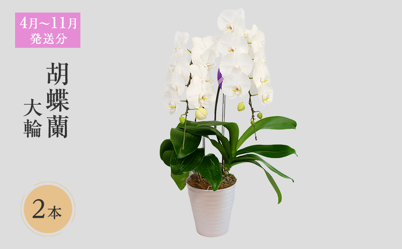 【4月～11月発送分】胡蝶蘭大輪　2本立 花 スマイルオーキッド 選べる花色 白色 ピンク 黄色  花 ギフト 贈り物 お祝い 産地直送 贈答 ギフト プレゼント 鮮度抜群 誕生日 記念日 開店祝 母の日 父の日 敬老の日 京都府 京田辺市