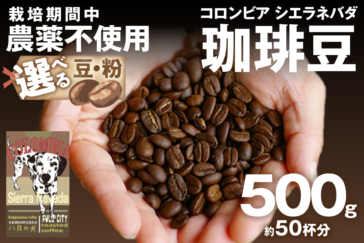 【栽培期間中農薬不使用】自家焙煎コーヒー豆 コロンビア シエラネバダ 500g（250g×2） 約50杯分 小分け　豆・粉 選べる 飲料 珈琲 こーひー コーヒー coffee