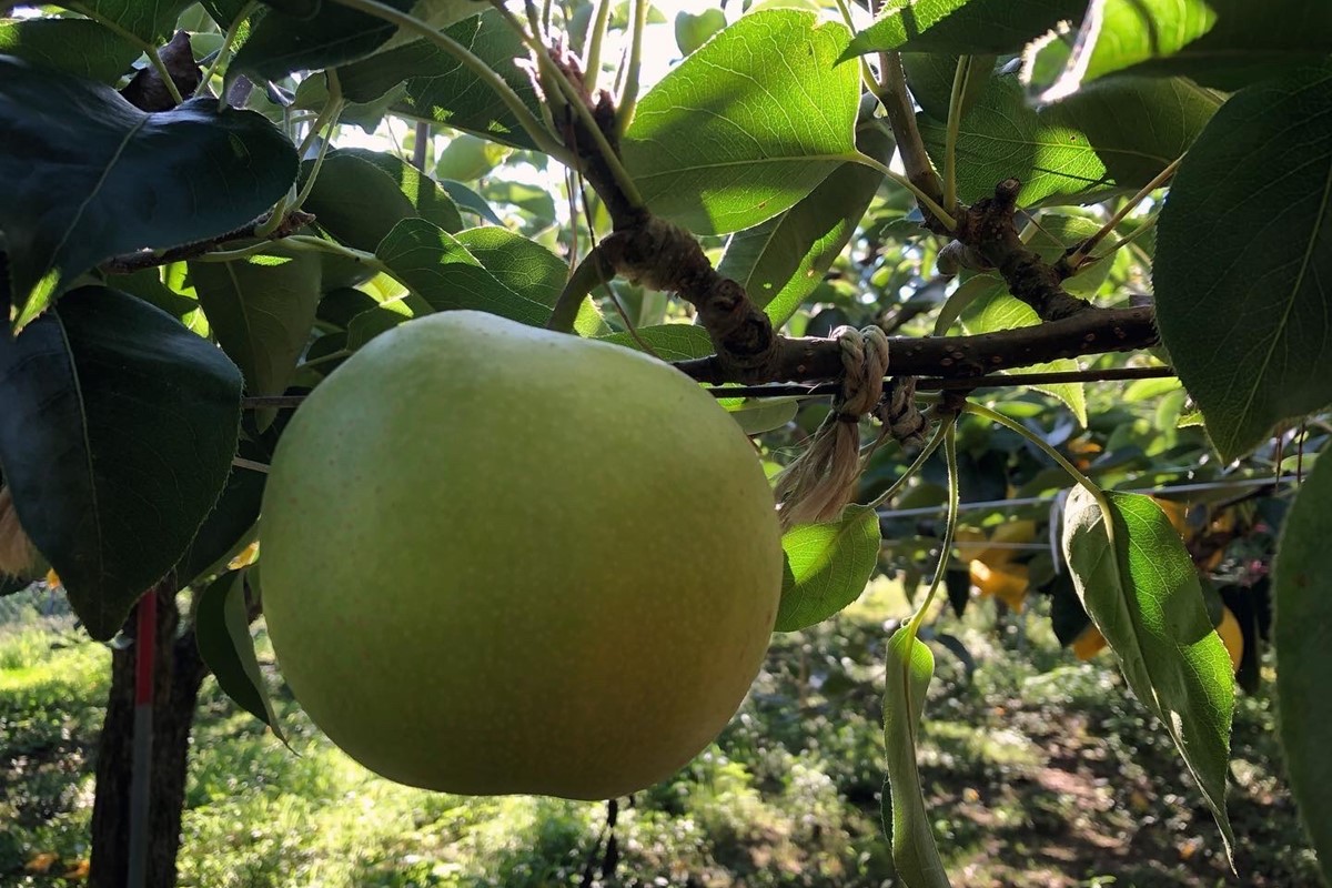 【先行予約／数量限定50】【訳あり】20世紀梨 優品 3kg（7～12玉入り）（2026年9月上旬～発送） なし 二十世紀梨 ふるさと 納税 梨 ふるさと 納税 20世紀梨